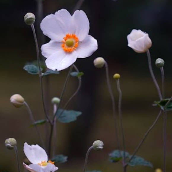 Meet your Posher, Michelle - Picture 1 of 1